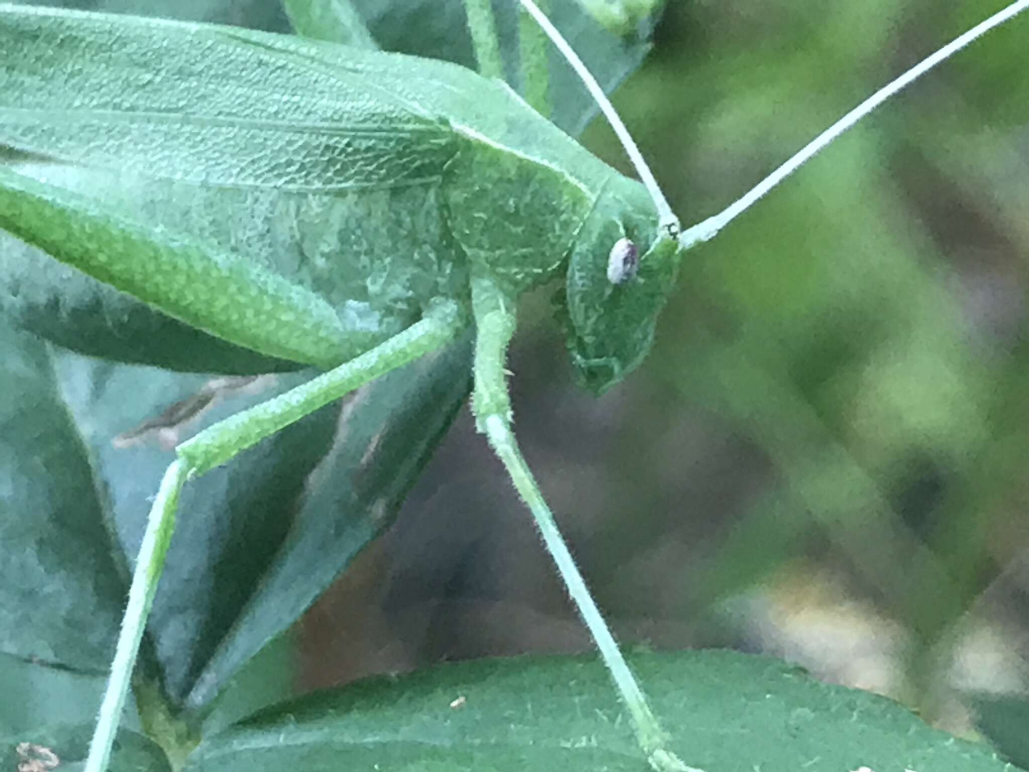 Image of Apache Bush Katydid