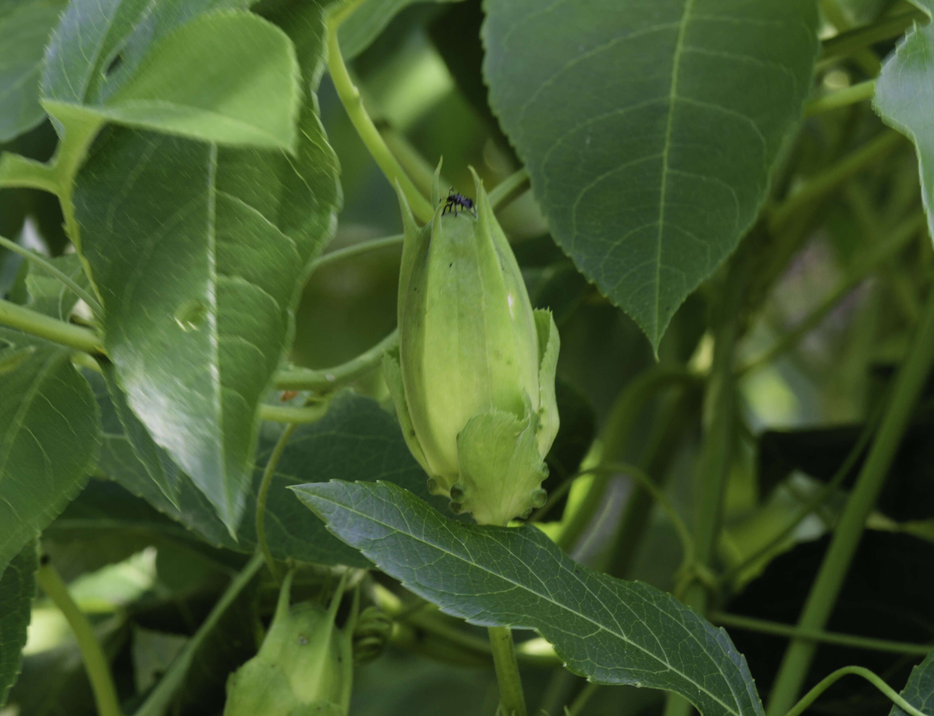 Plancia ëd Passiflora incarnata L.