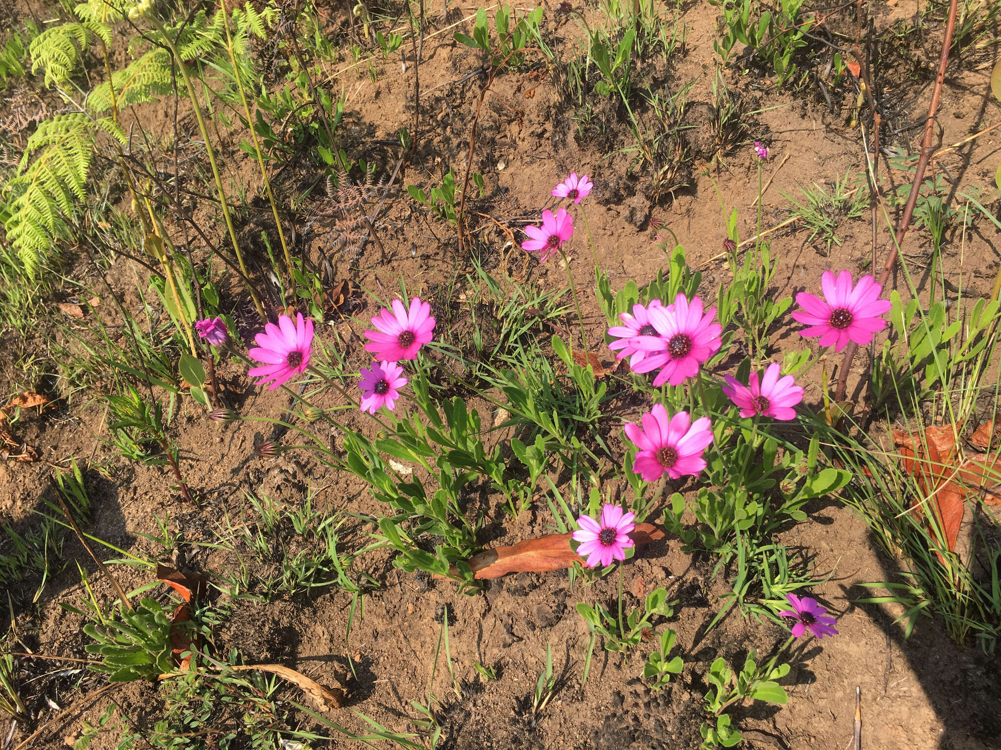 Image of Dimorphotheca jucunda Phill.