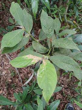 Lasianthus cyanocarpus Jack resmi