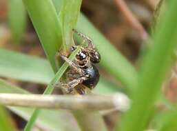 Image of Habronattus captiosus (Gertsch 1934)