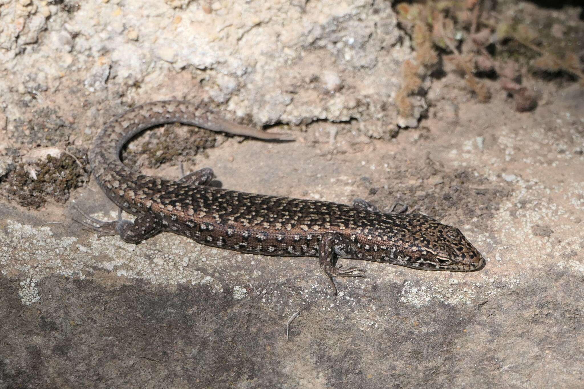 Image of Spotted Skink