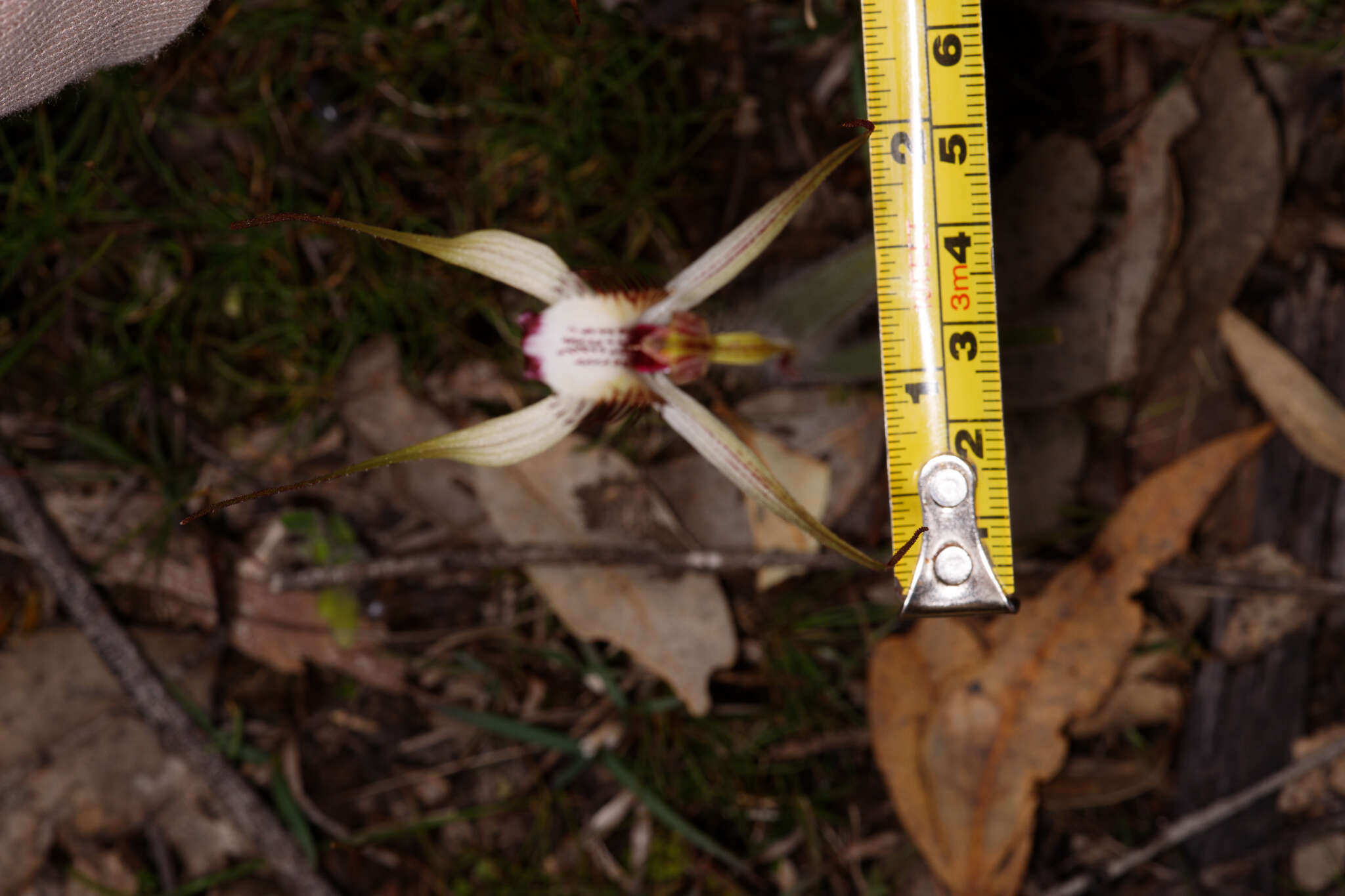 Image of Caladenia cala Hopper & A. P. Br.