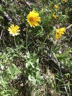 Image of cutleaf balsamroot