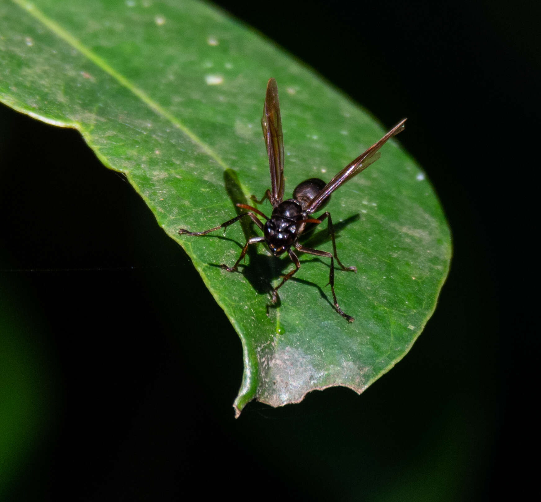 Слика од Agelaia angulata (Fabricius 1804)