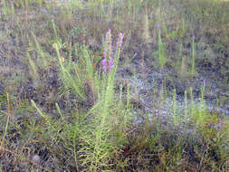 Слика од Liatris punctata var. mucronata (DC.) B. L. Turner