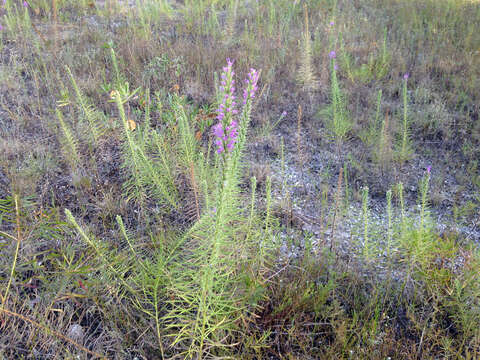 Image of cusp blazing star