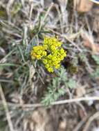 Lomatium hendersonii (Coult. & Rose) Coult. & Rose的圖片