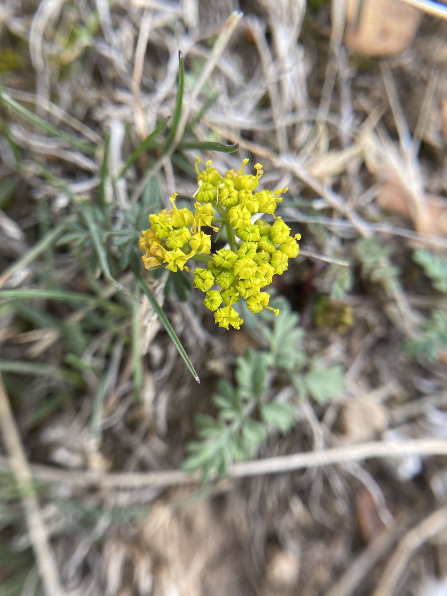 Lomatium hendersonii (Coult. & Rose) Coult. & Rose的圖片