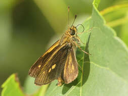 Image de Parphorus pseudecorus Hayward 1934