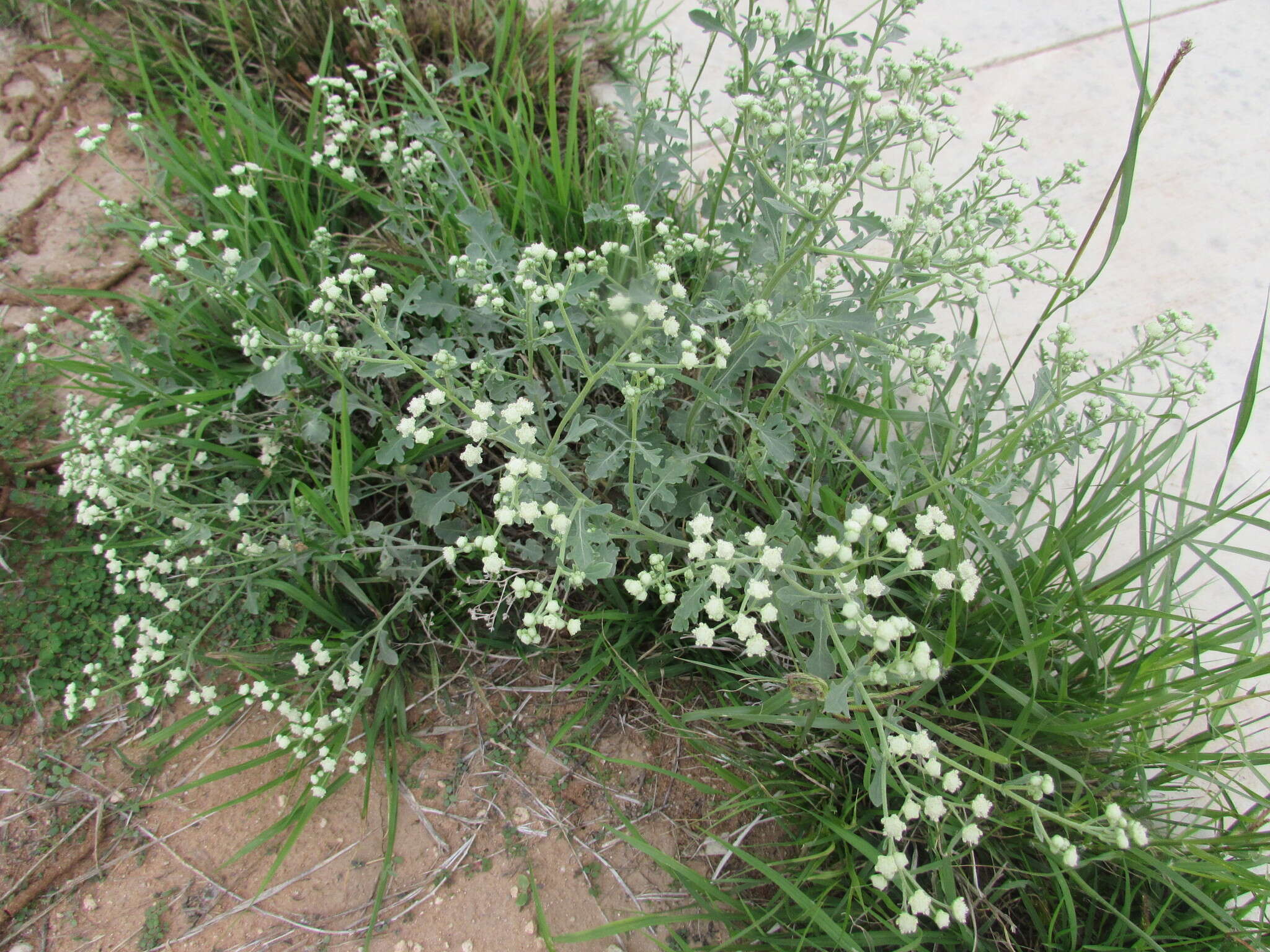 Image of Gray's feverfew