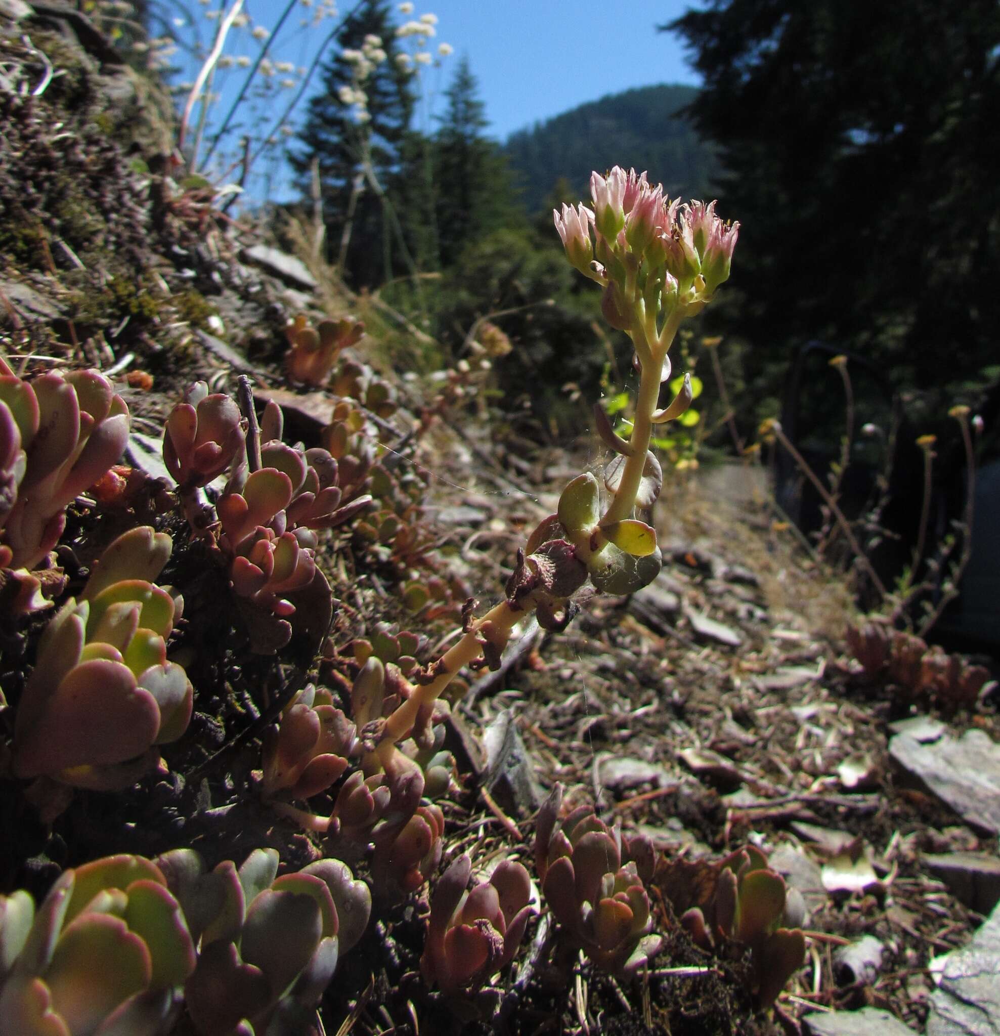 Image of Heckner's stonecrop