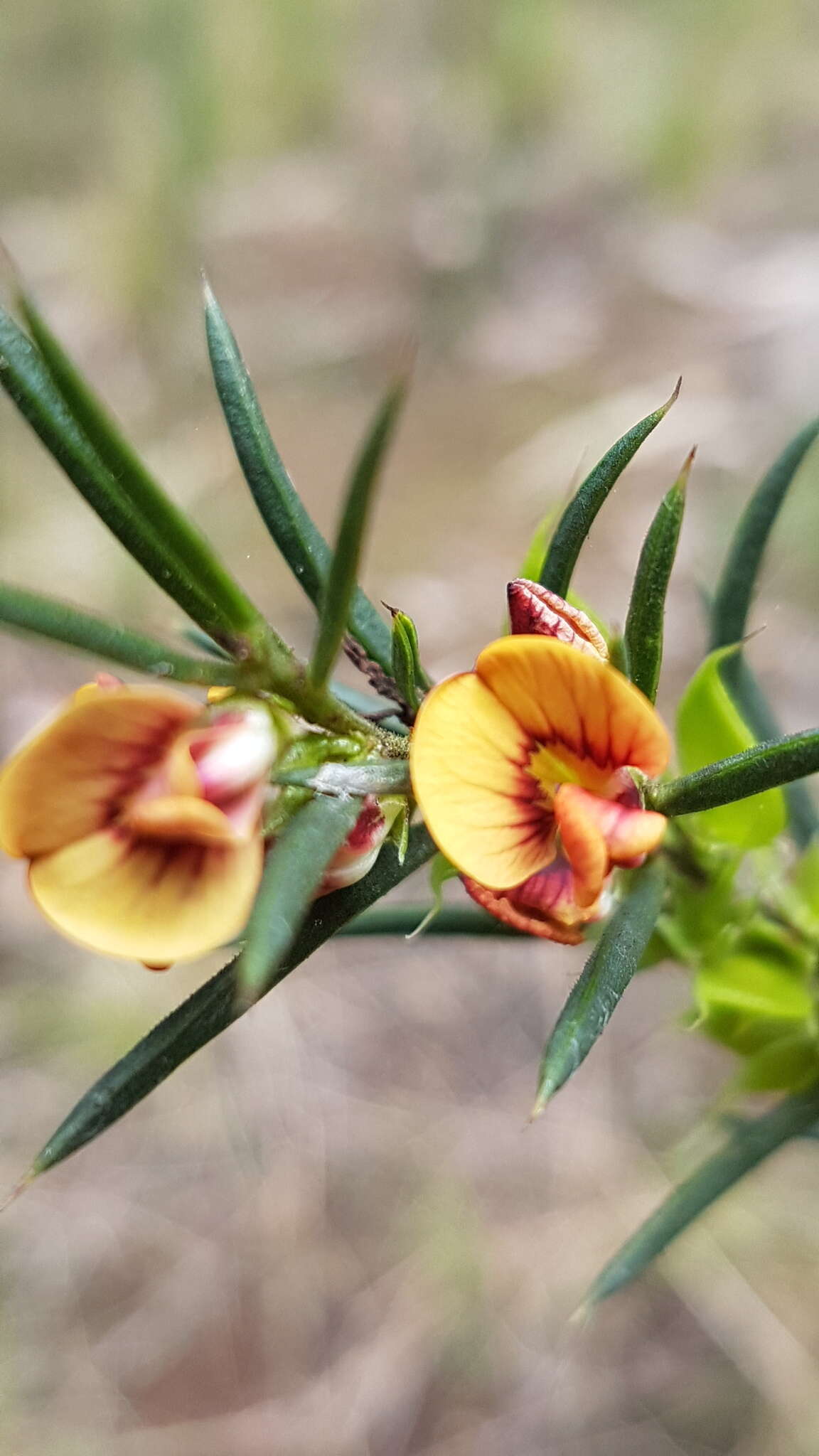 Image of Daviesia acicularis Sm.