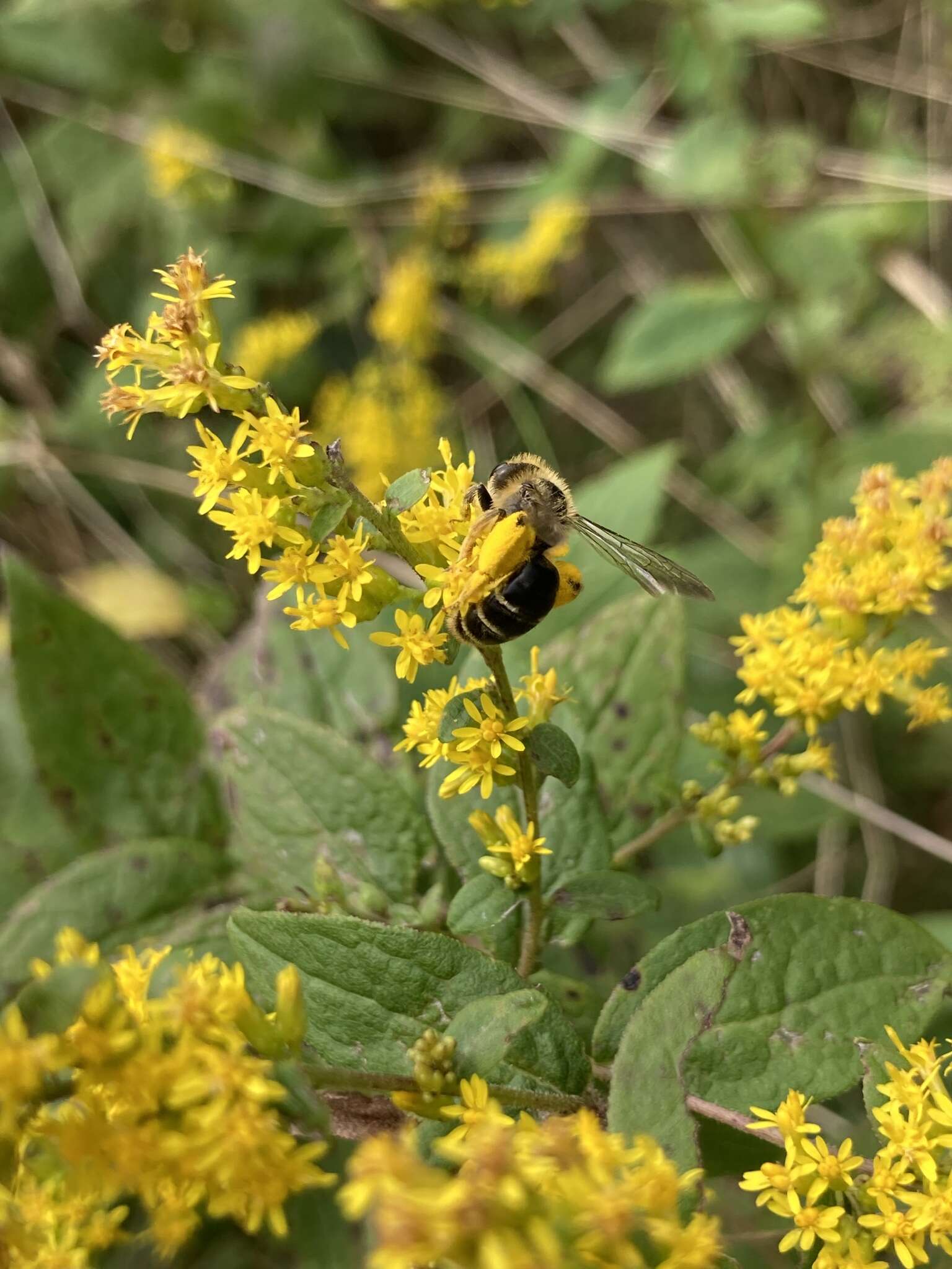 Image of Andrena braccata Viereck 1907