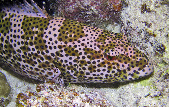 Image of Polkadot Cod