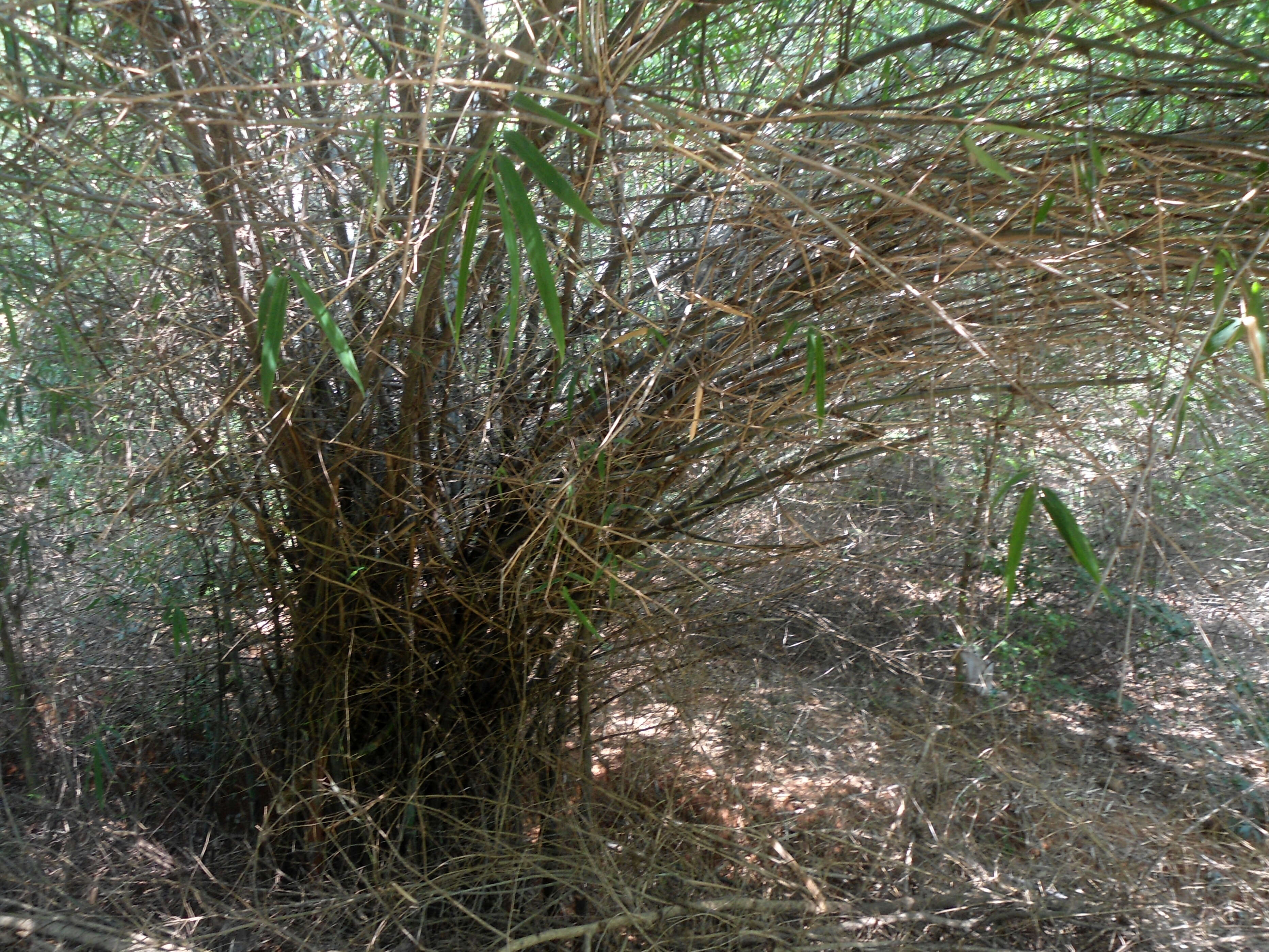 Image of male bamboo