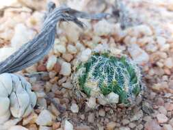 Image of Haworthia arachnoidea var. namaquensis M. B. Bayer