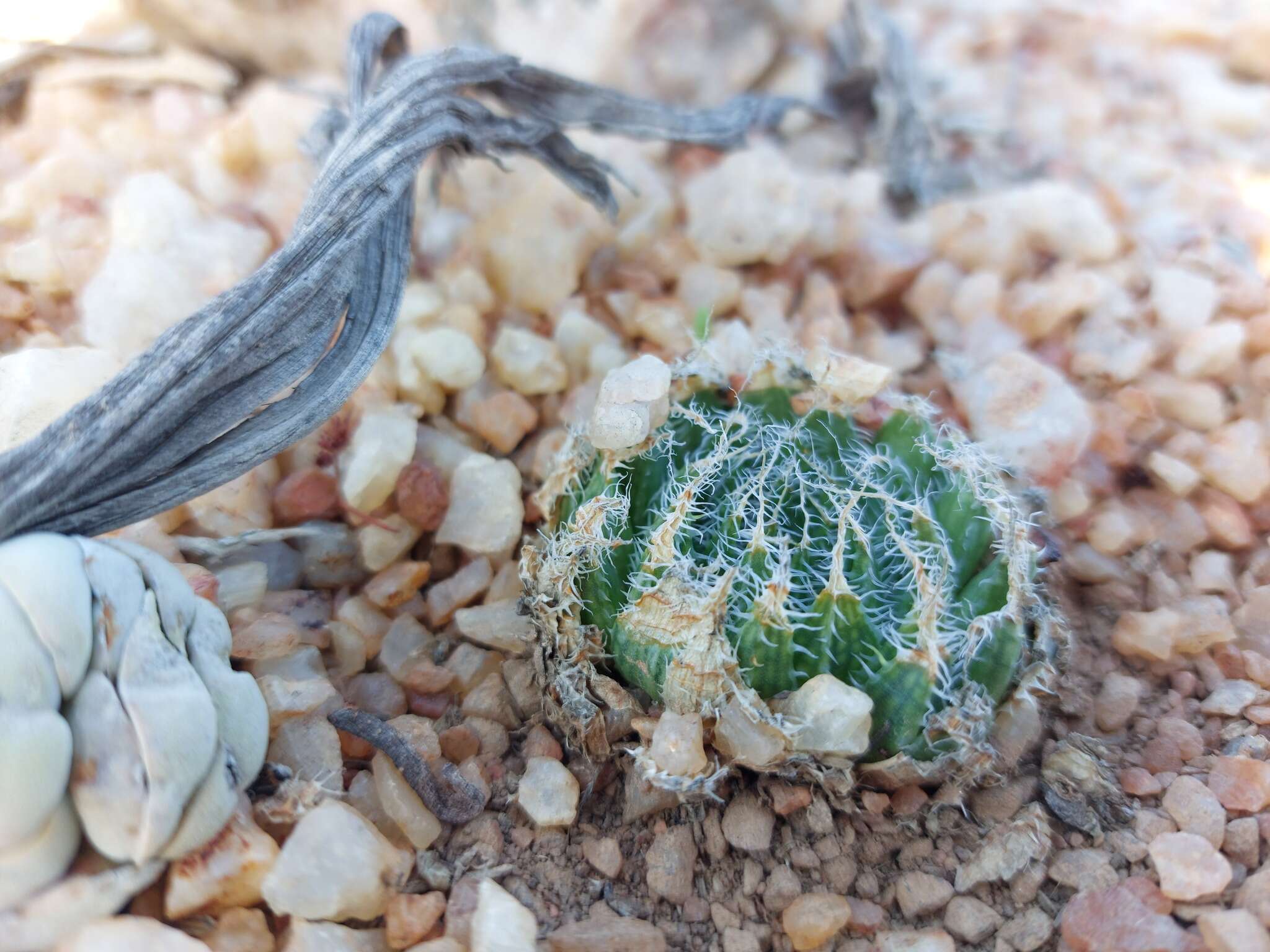 Image of Haworthia arachnoidea var. namaquensis M. B. Bayer