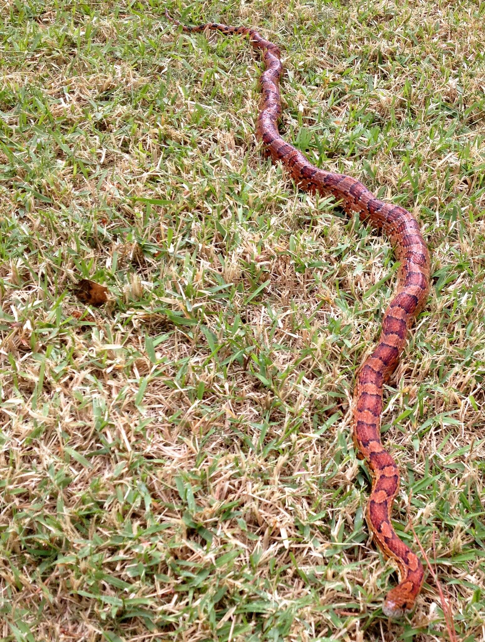 Image of Corn Snake