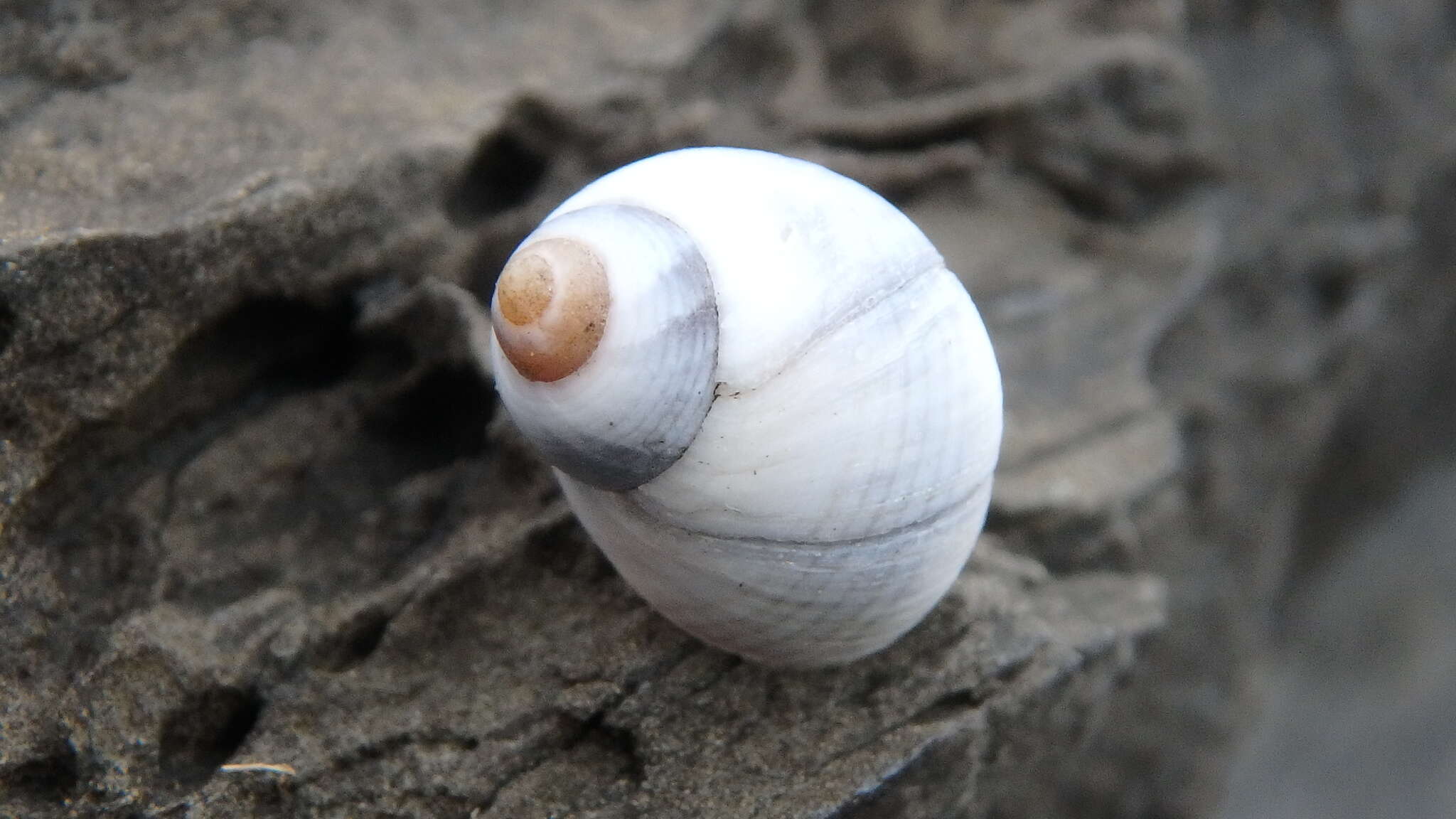 Image of Austrolittorina unifasciata (Gray 1826)