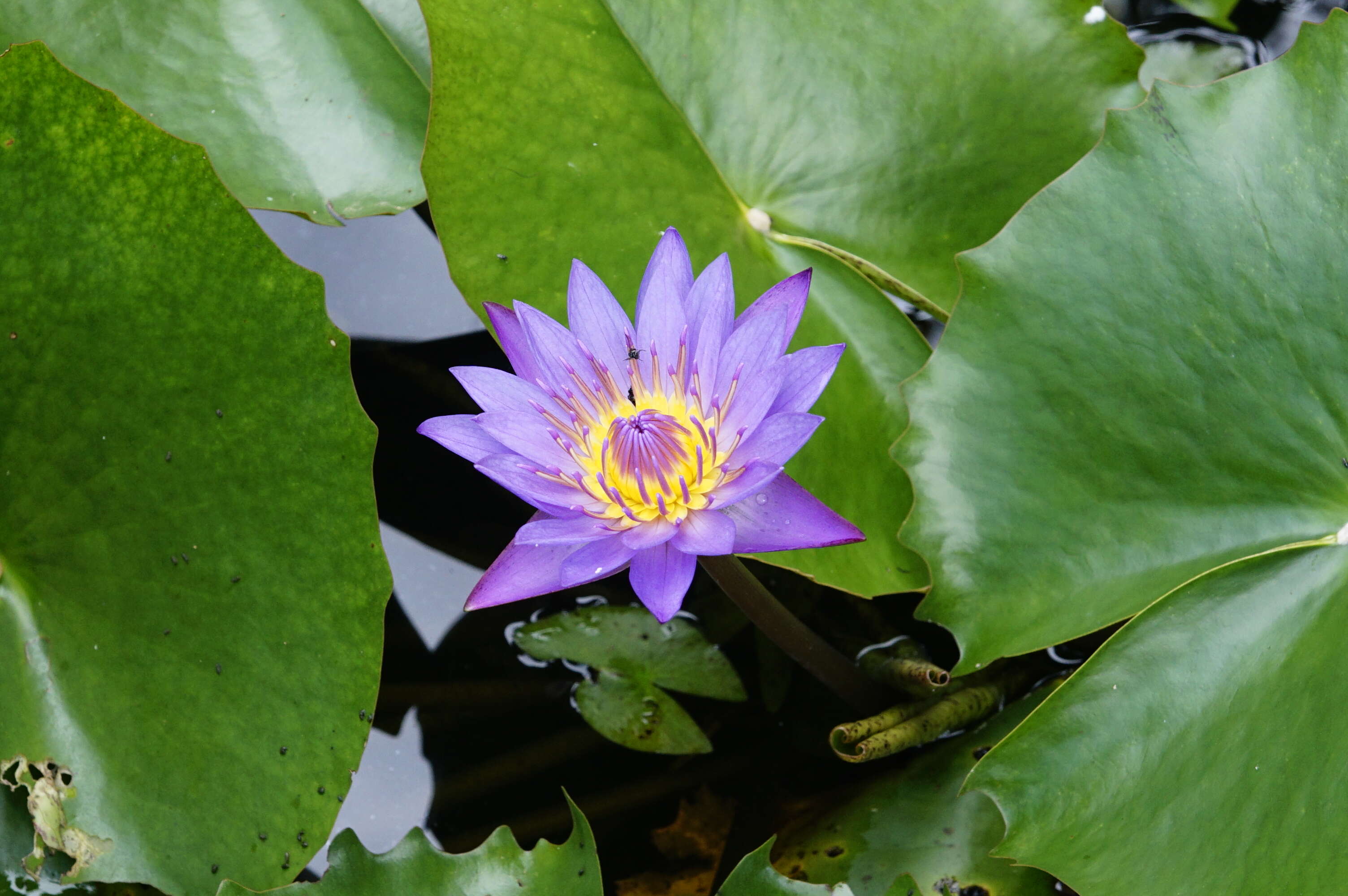 Image of blue star water-lily