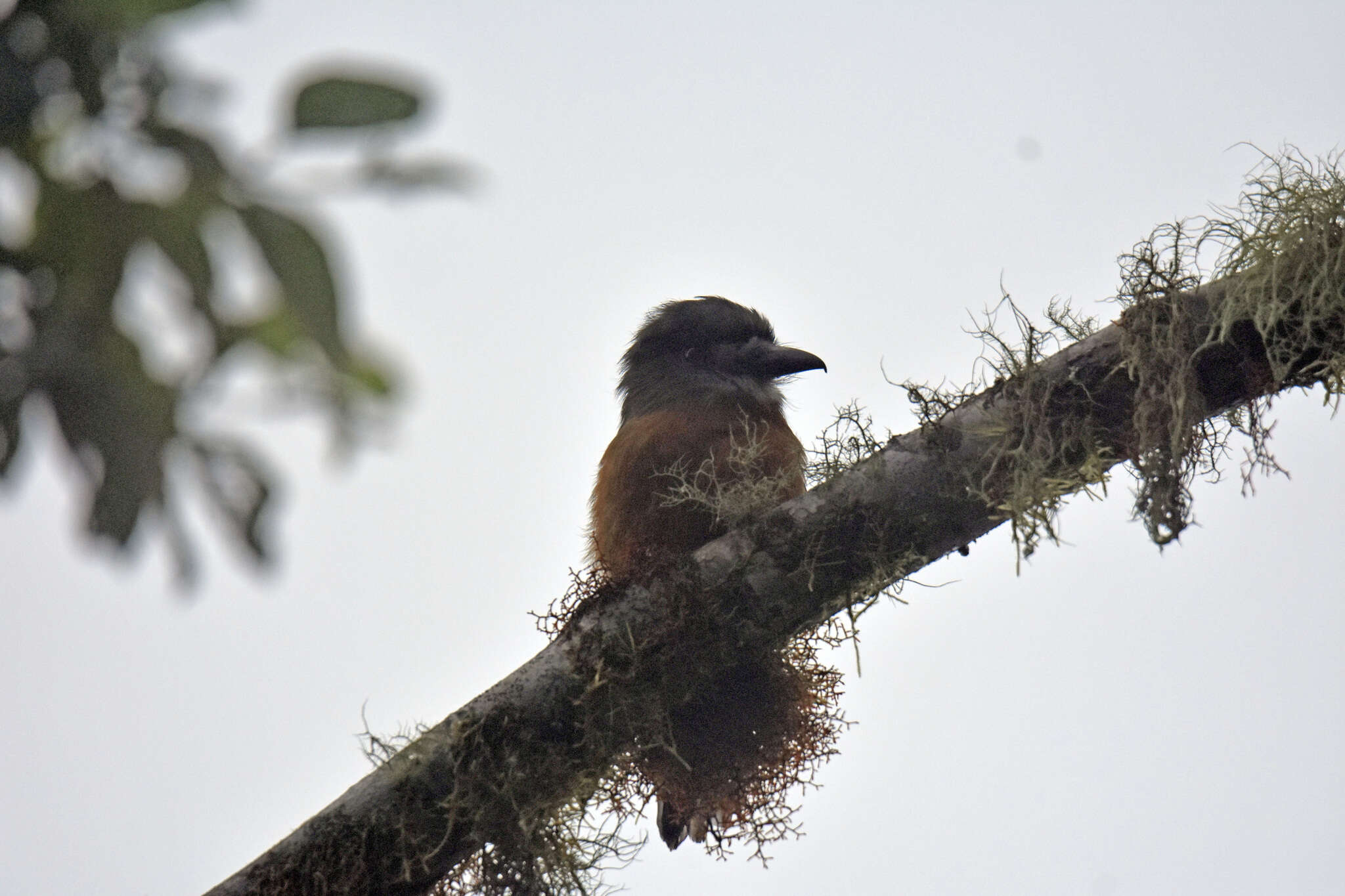 Image of Hapaloptila Sclater & PL 1881