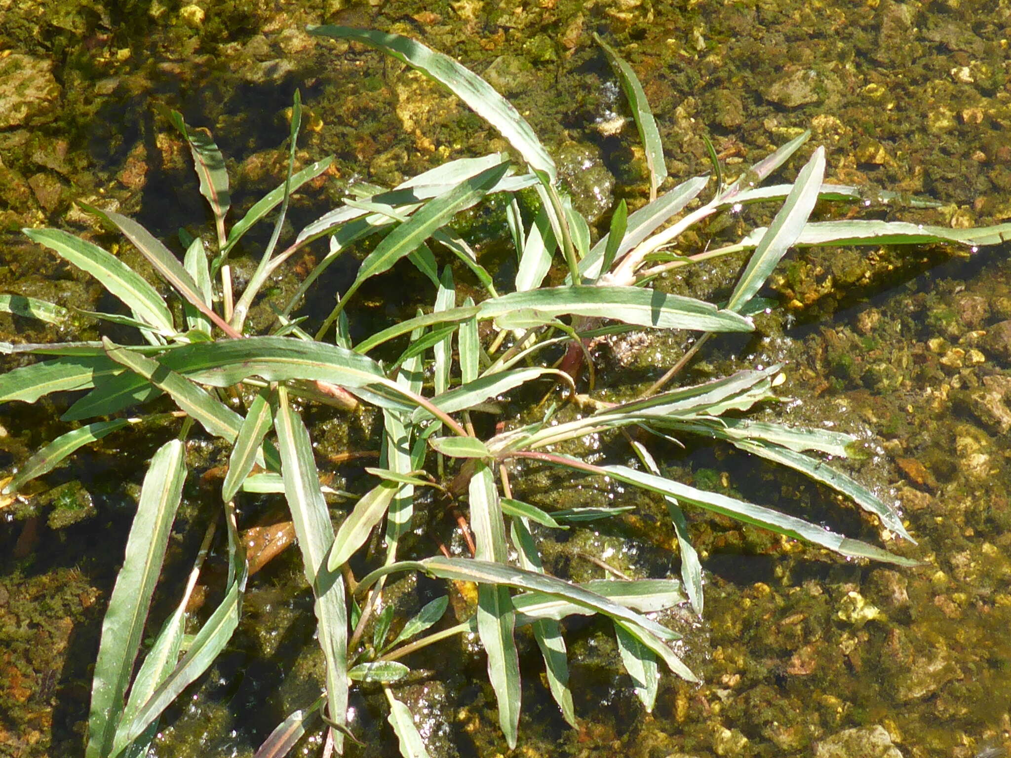 Image of willow dock