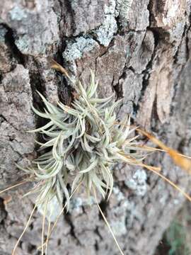 Imagem de Tillandsia rectangula Baker