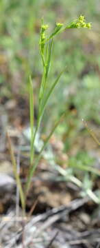 Image of Bupleurum brachiatum C. Koch ex Boiss.