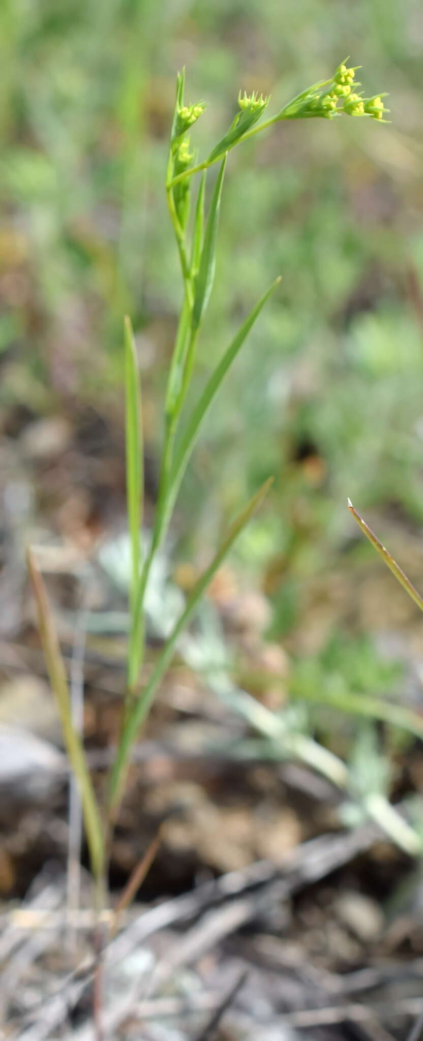 Bupleurum brachiatum C. Koch ex Boiss. resmi