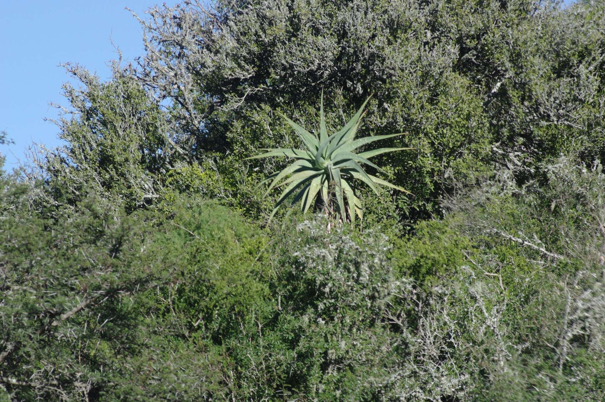 Image of Aloe speciosa Baker