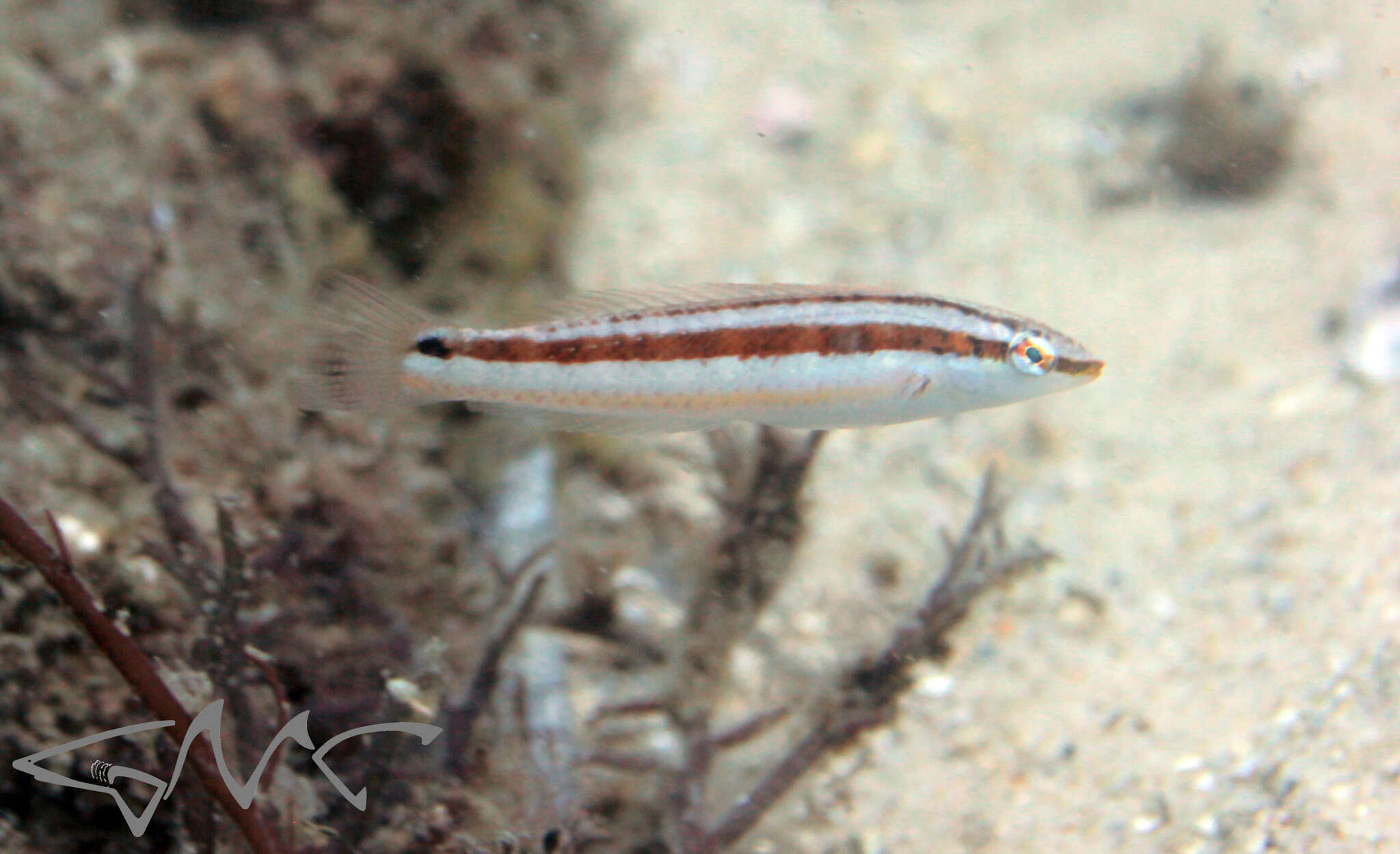 Image of Australian rainbow wrasse