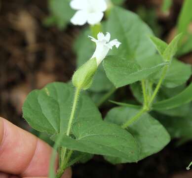 Image of Thunbergia amoena C. B. Cl.