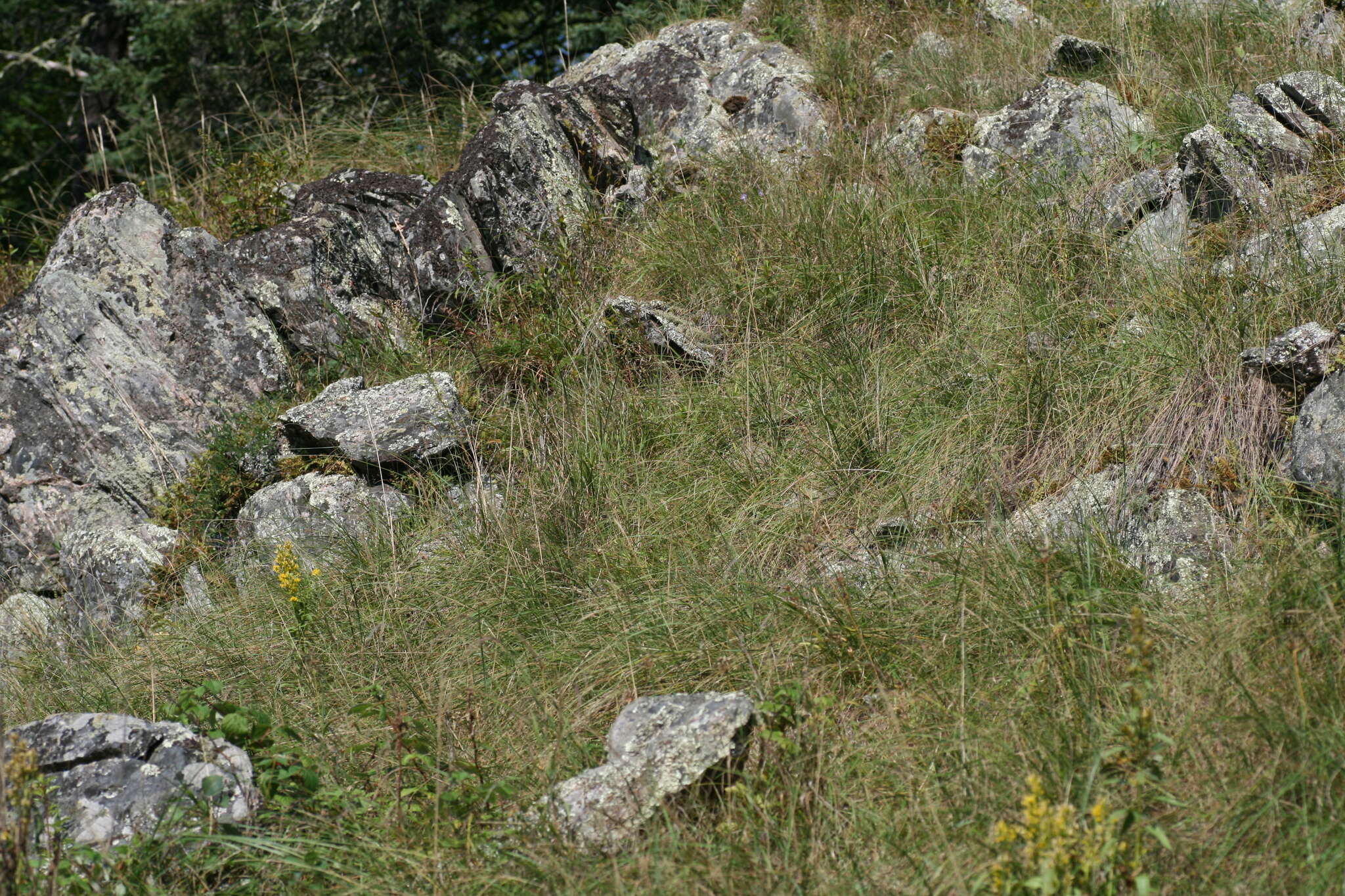 Plancia ëd Solidago pallida (Porter) Rydb.