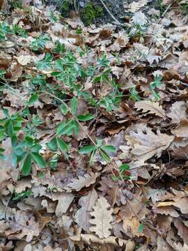 Image of Dorycnium graecum (L.) Ser.