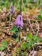 Imagem de Corydalis pauciflora (Willd.) Pers.