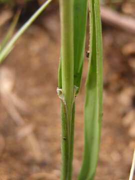 Image of munnik fescue