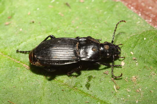 Image of Abax (Abacopercus) carinatus (Duftschmid 1812)