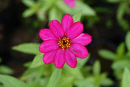 Image of Peruvian zinnia