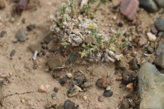 Image of Anabasis brevifolia C. A. Mey.