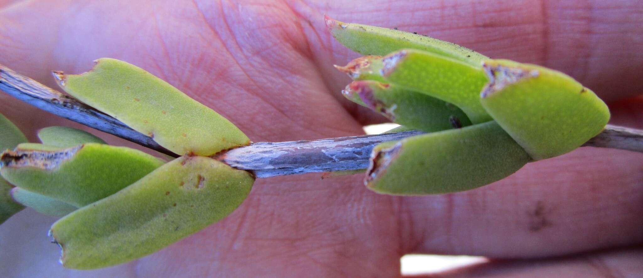 Image of Pentagonal Spoonfig