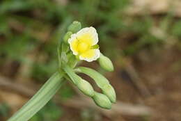 Image of velvetleaf