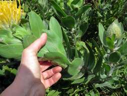 Image of Leucospermum conocarpodendron subsp. conocarpodendron