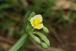 Image of velvetleaf