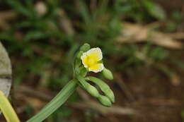 Image of velvetleaf