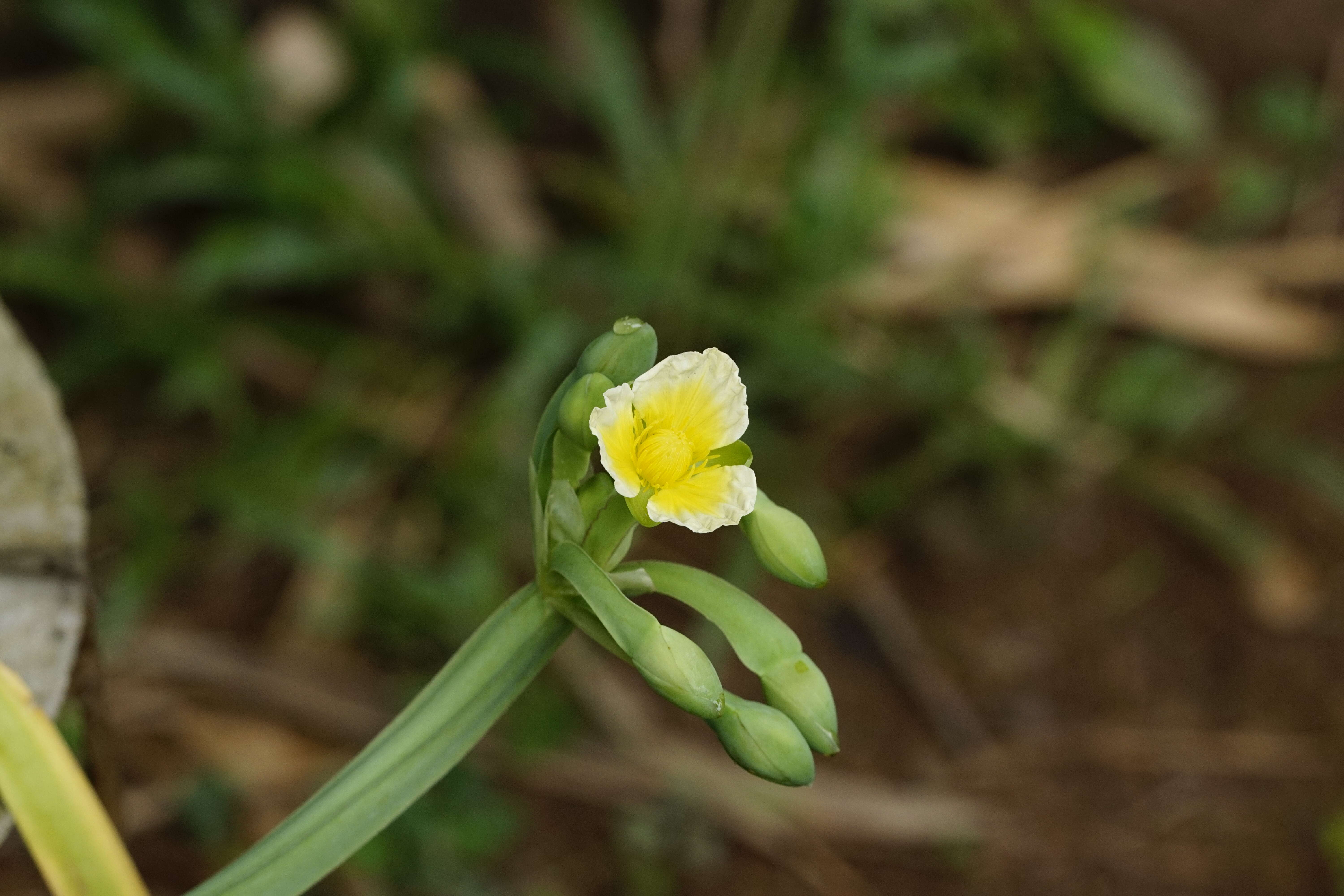 Image of velvetleaf