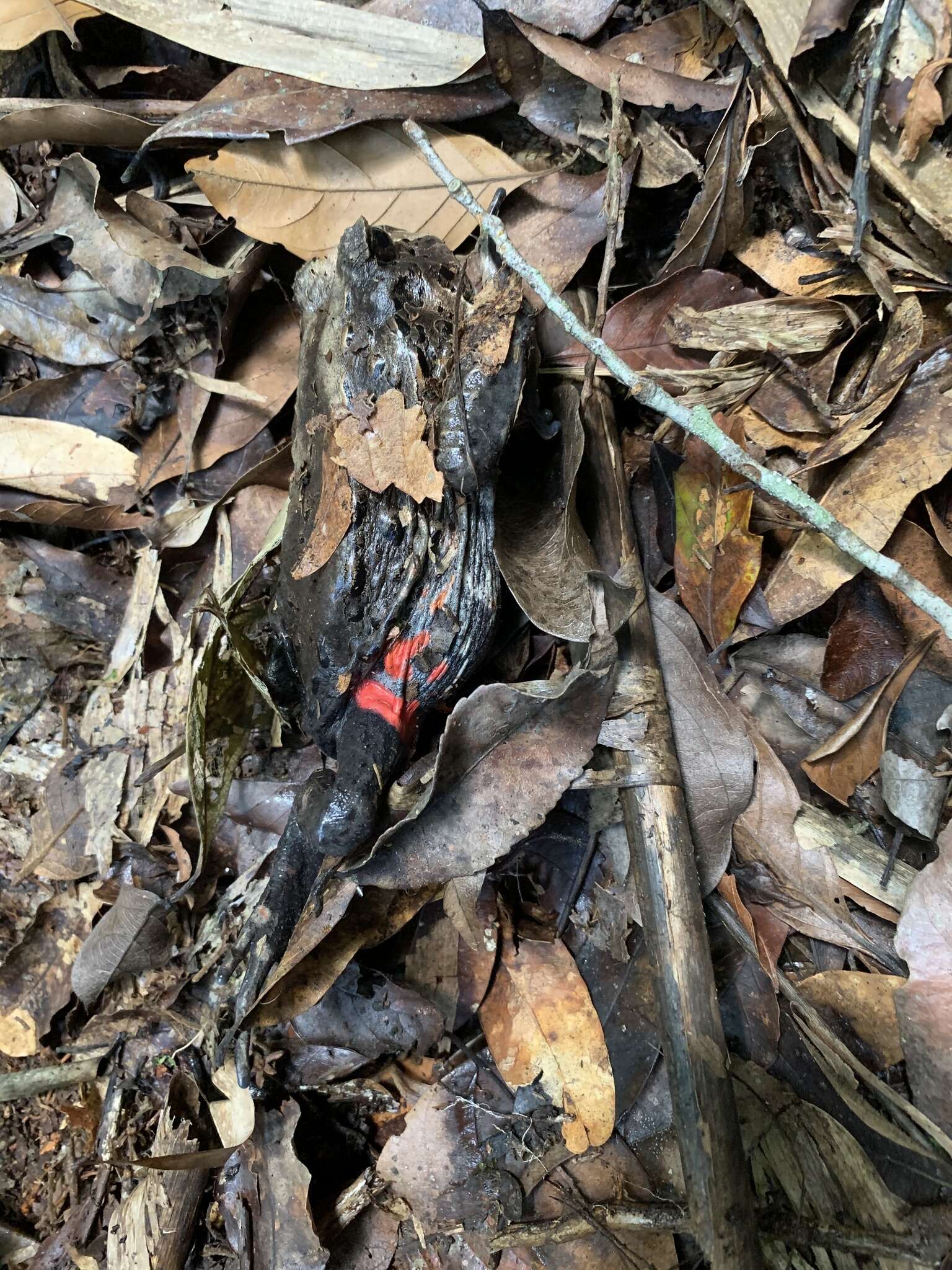 Image of Bahia Forest Frog