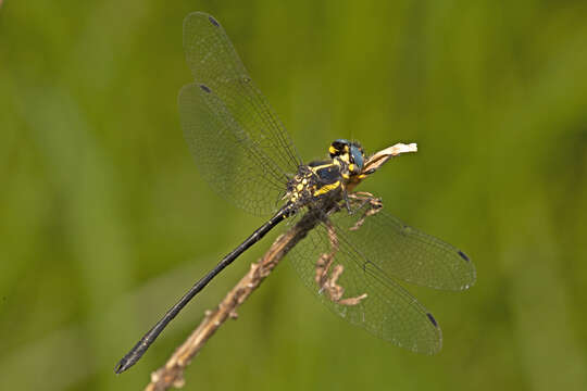 Image of Eusynthemis rentziana Theischinger 1998