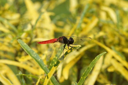 Image of Aethriamanta brevipennis (Rambur 1842)