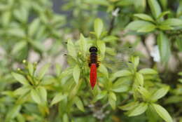 Image of Aethriamanta brevipennis (Rambur 1842)